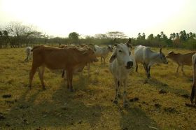 Vacas de Mochila, cattle in pasture – Best Places In The World To Retire – International Living